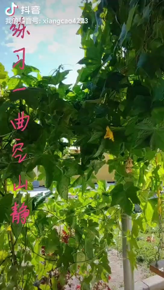 空山静插图